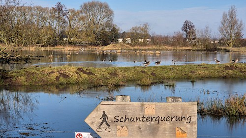 Überflutete Schunterwiesen mit Enten und Gänsen