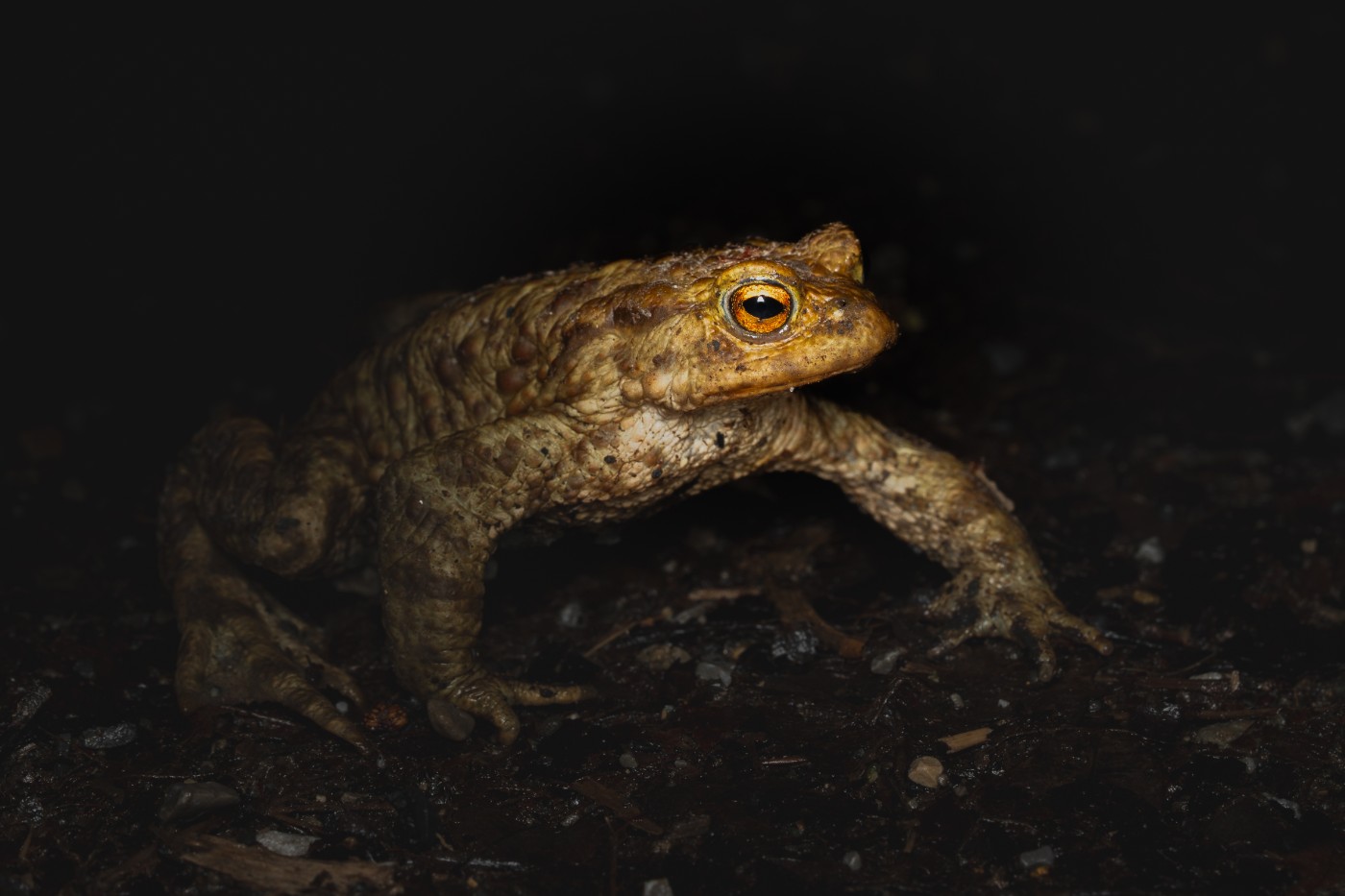 Wanderndes Erdkrötenmännchen in einer Frühjahrsnacht bei milden und feuchten Bedingungen