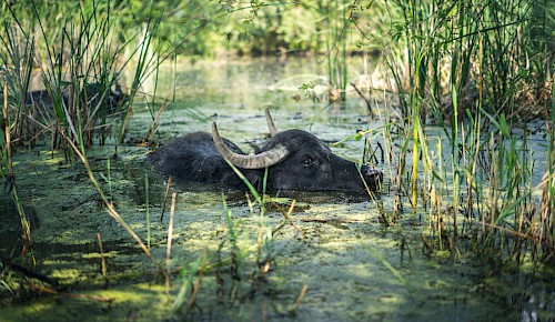 Wasserbüffel erweisen sich als besonders effektiv im Offenhalten der Kleingewässern. Foto: J.P. Meyer