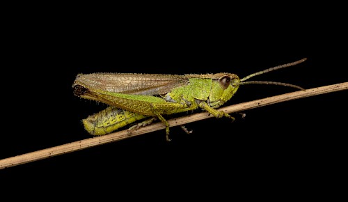 Der Sumpfgrashüpfer
(Pseudochorthippus montanus) gilt deutschlandweit als „gefährdet“ – in unserer naturräumlichen Region „Hügel- und Bergland“ laut Roter Liste Niedersachsens sogar als „stark gefährdet“. Foto: R. Schmidt