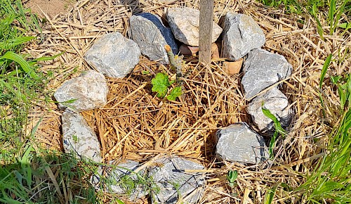 Winzlinge haben es schwer