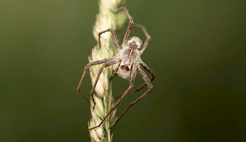 Listspinne (Pisaura mirabilis)