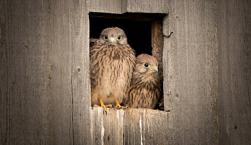 Turmfalke (Falco tinnunculus)