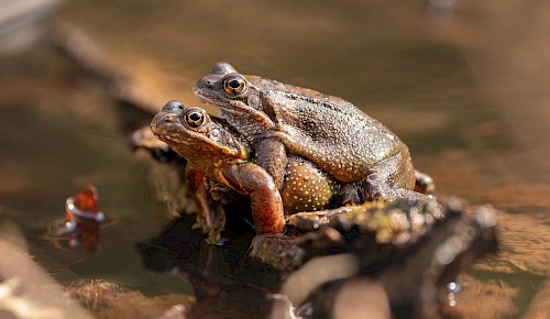 Grasfrosch (Rana temporaria)