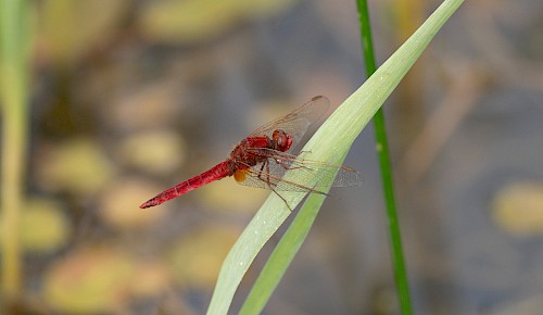 Feuerlibelle (Crocothemis erythraea)