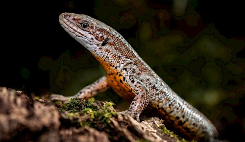 Waldeidechse (Zootoca vivipara)