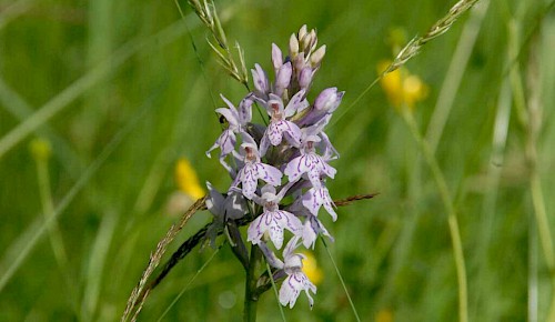 Fuchs’ Knabenkraut (Dactylorhiza fuchsii)