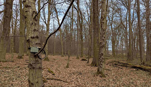 Akustisches Vogelmonitoring