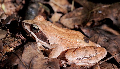 Der Springfrosch ist an seiner zugespitzten Schnauze und dem meist einfarbig wirkenden Rücken vom häufigeren Grasfrosch zu unterscheiden.